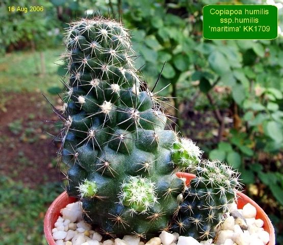 Copiapoa _humilis _ssp.humilis 'maritima' KK1709_ 04